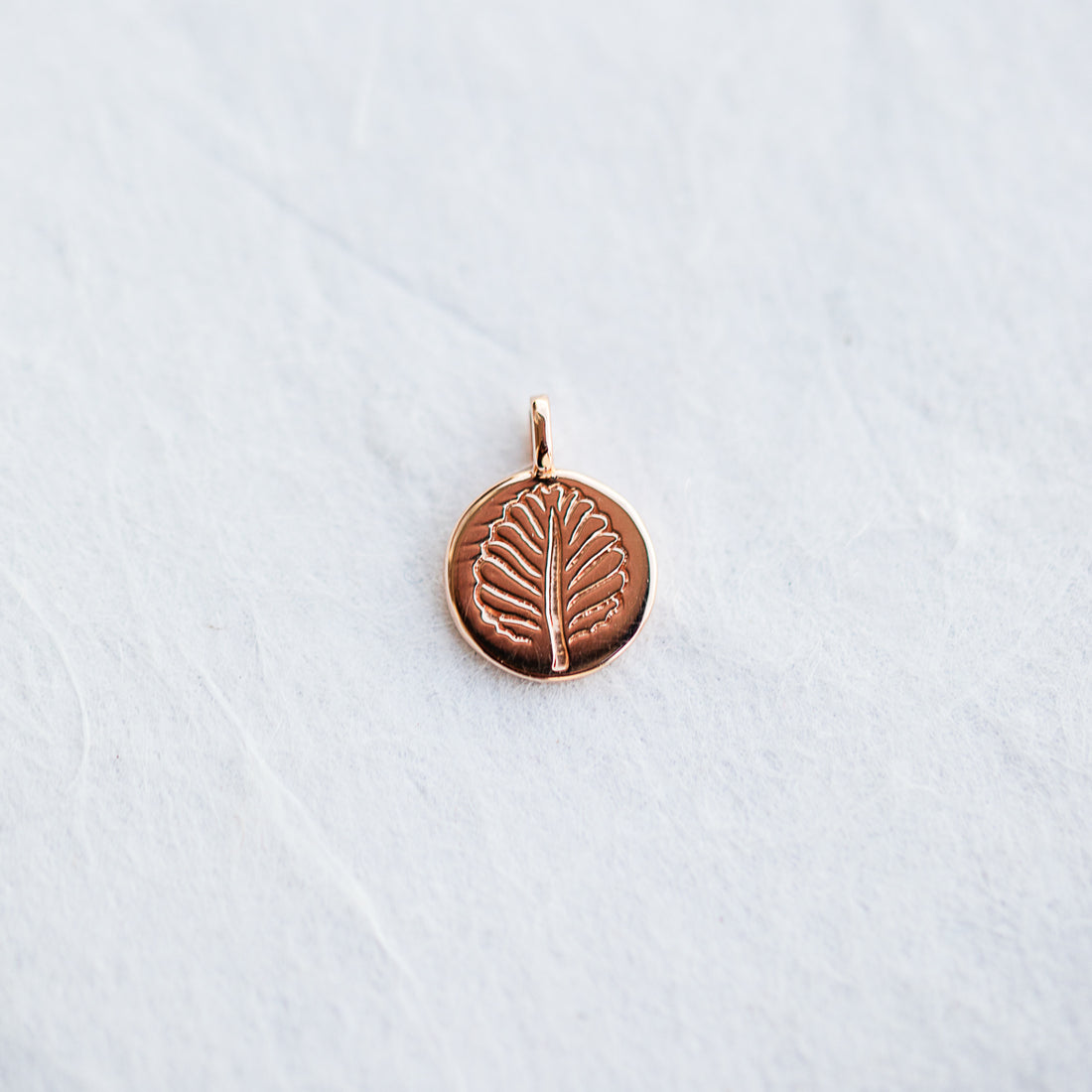 Nothofagus Charm