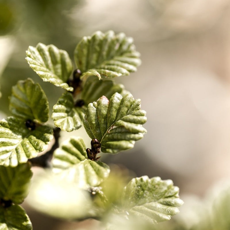 Nothofagus Mini Pendant