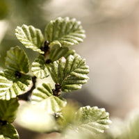 Nothofagus Stud Earrings