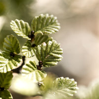 Nothofagus Intertwined Ring