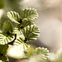 Nothofagus Gold Chain