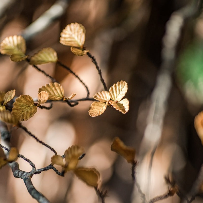 Nothofagus Stud Earrings