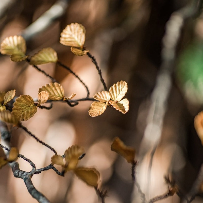 Nothofagus Intertwined Ring