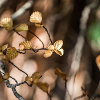 Nothofagus Intertwined Ring