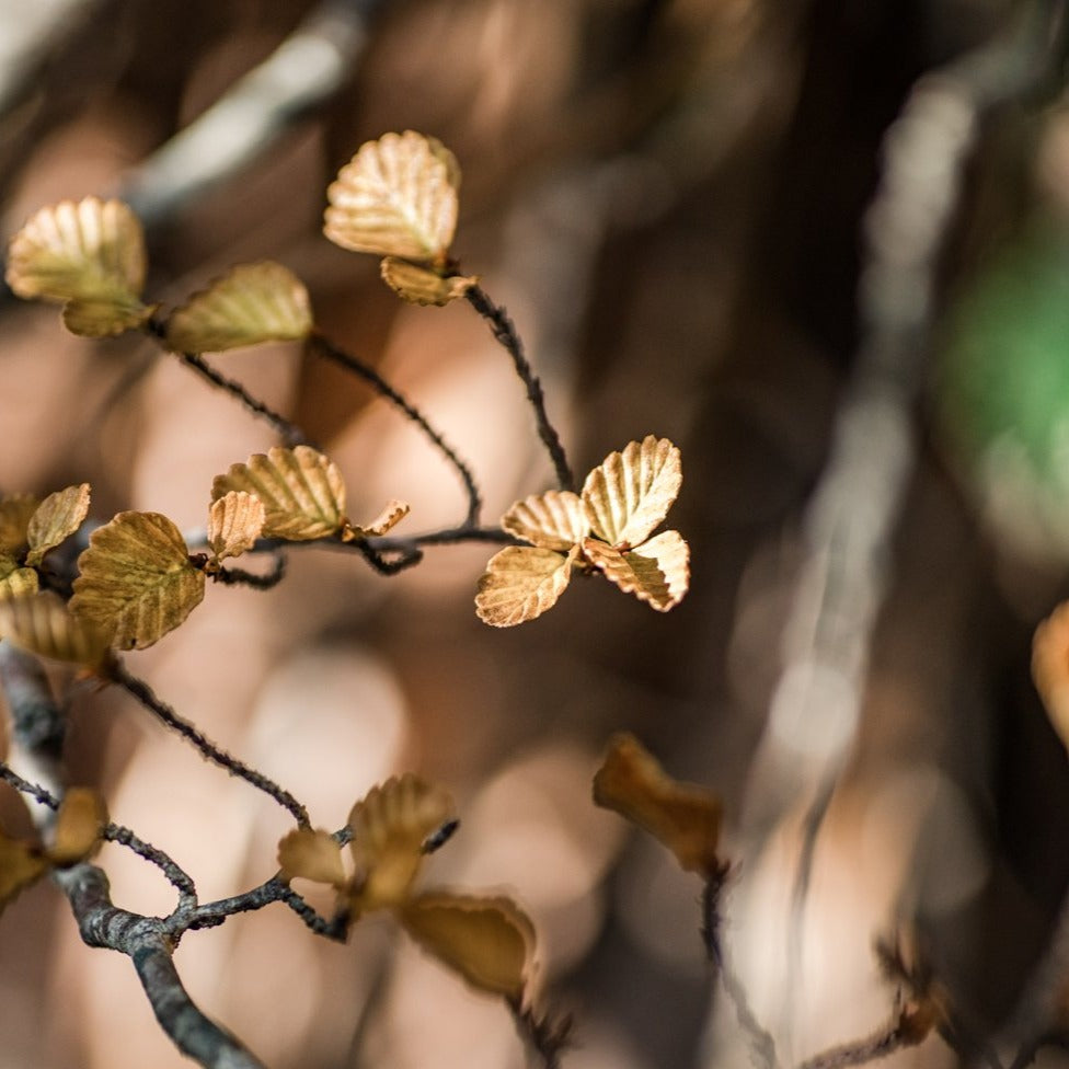 Nothofagus Pendant